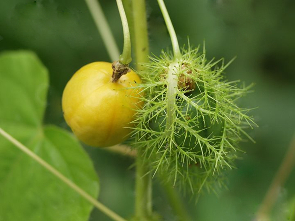 20种不常见但很好吃的怪异水果,非洲角瓜绝对是吃货的追求--置顶表情